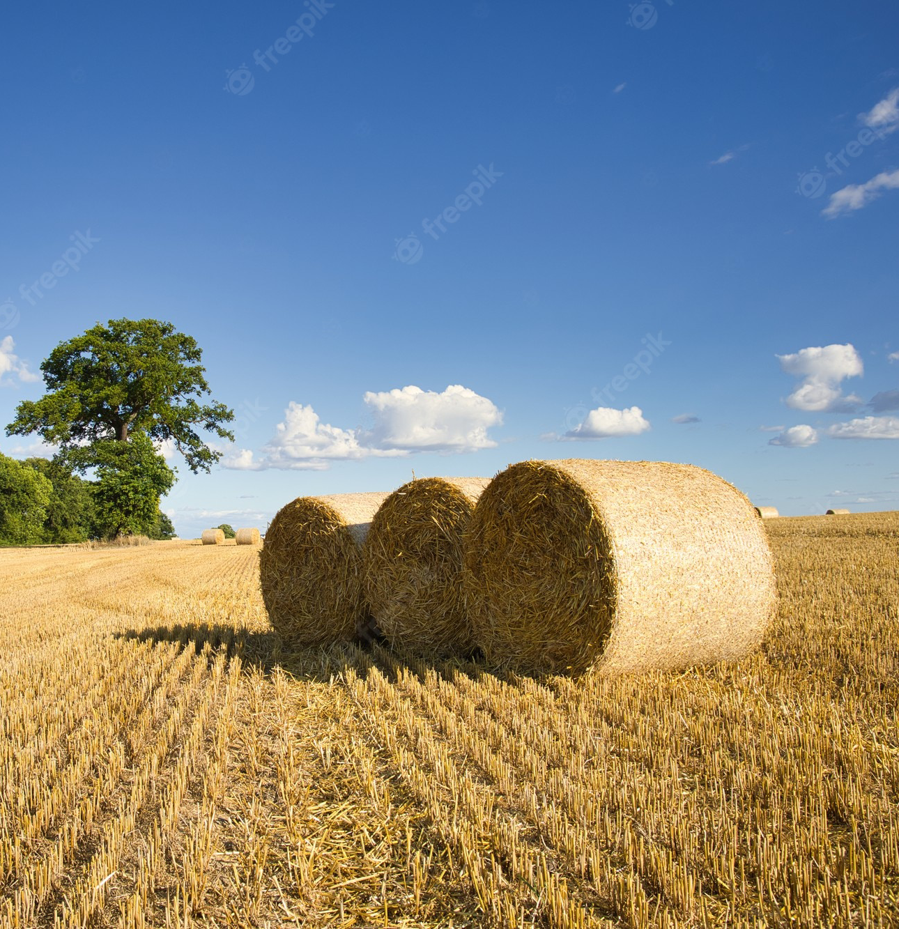 champ-cereales-recolte-capture-lors-journee-ensoleillee-quelques-nuages_181624-44956