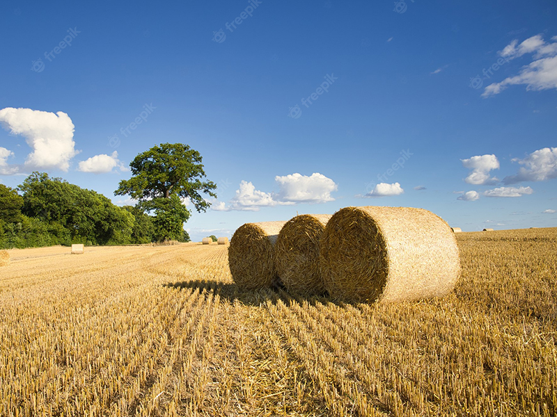champ-cereales-recolte-capture-lors-journee-ensoleillee-quelques-nuages_181624-44956